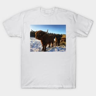 Scottish Highland Cattle Bulls 2257 T-Shirt